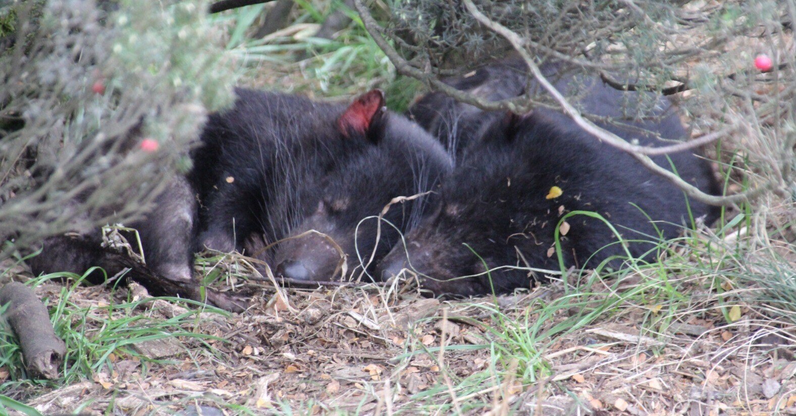 Tasmanian Devil タスマニアンデビルさん 旅記録26日目 みゃりも 旅と酒の人 Note Tasmanian Devil タスマニアンデビルさん 旅記録26日目 みゃりも 旅と酒の人 Note