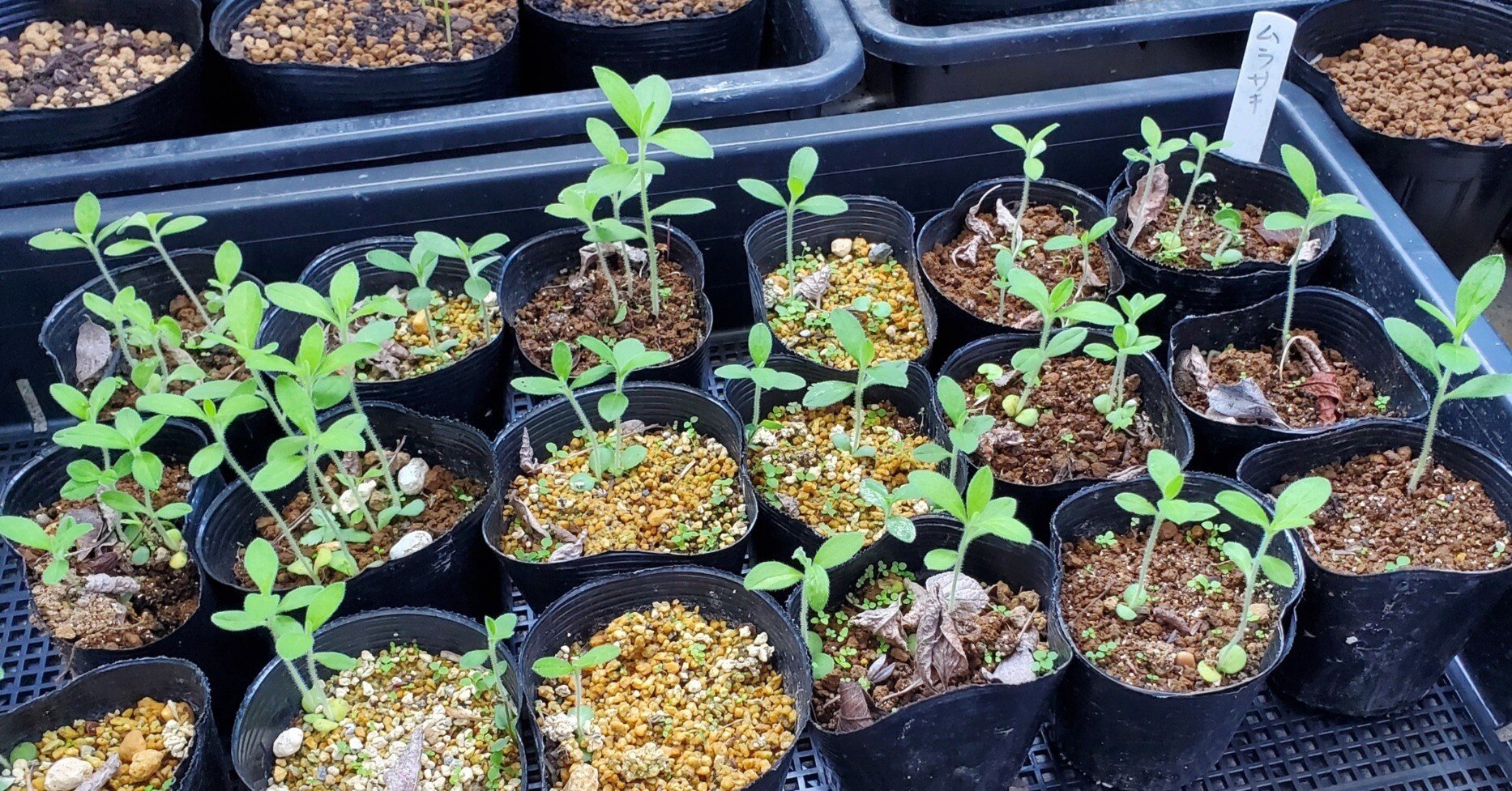 7d1e3269d7be3f53df479075c65d51