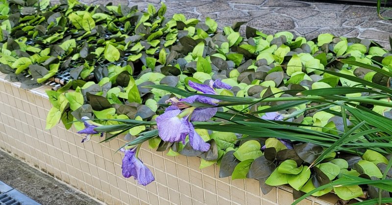 Aka0egejcjhwwm Aka0egejcjhwwm