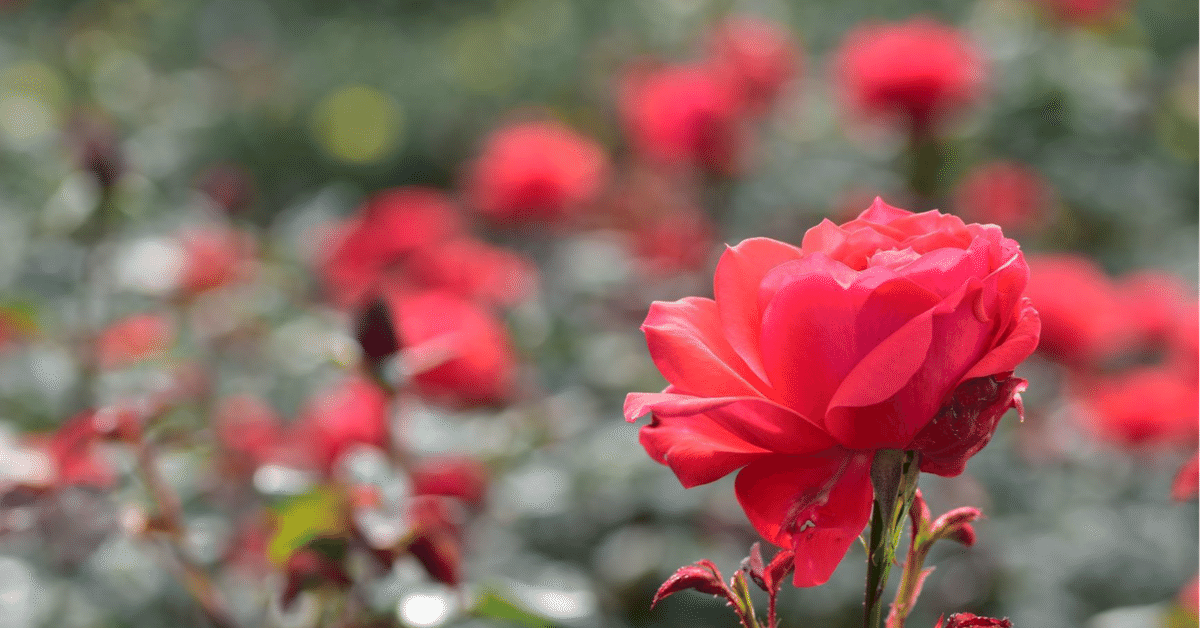 田村一「薔薇」 ドラマ「金田一少年の事件簿N(neo)」(山田涼介Ver)【第8,9話”薔薇十字