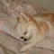 にょん