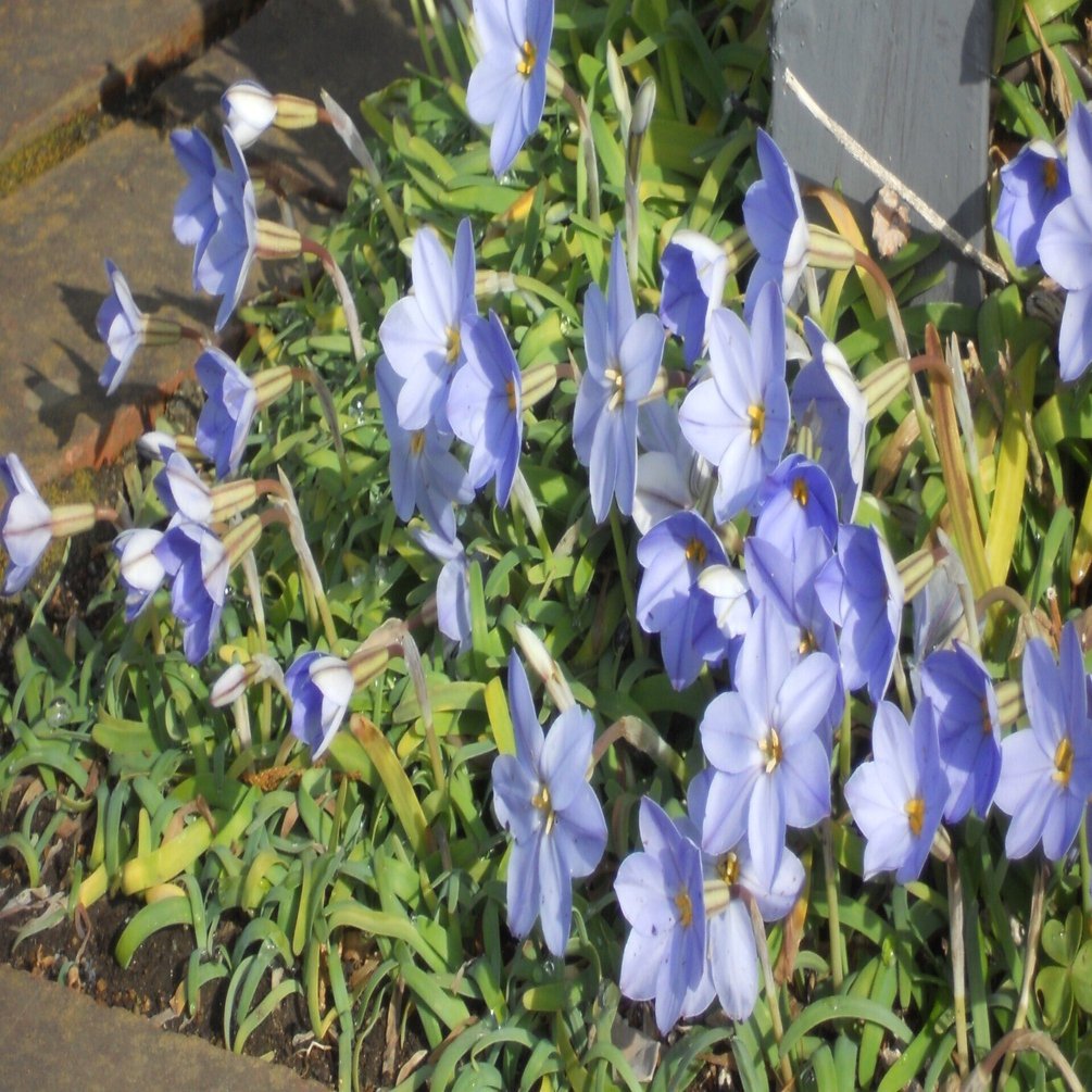 春は道端の花が主役です 火山竜一 Note