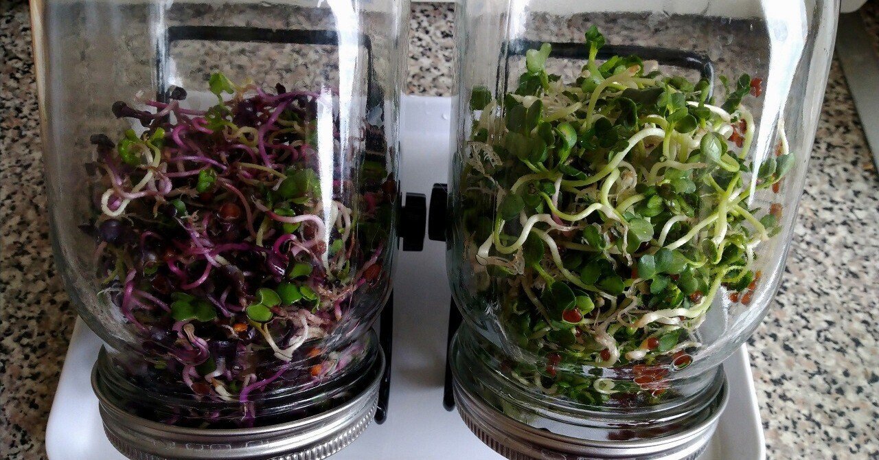 ロンドンでかいわれ大根を グラスジャーで10日間のスプラウト栽培 ユリ Kimono X London Note ロンドンでかいわれ大根を グラスジャーで10日間のスプラウト栽培 ユリ Kimono X London Note