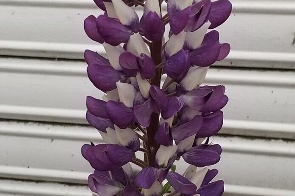 風船のような花 の新着タグ記事一覧 Note つくる つながる とどける 風船のような花 の新着タグ記事一覧 Note つくる つながる とどける