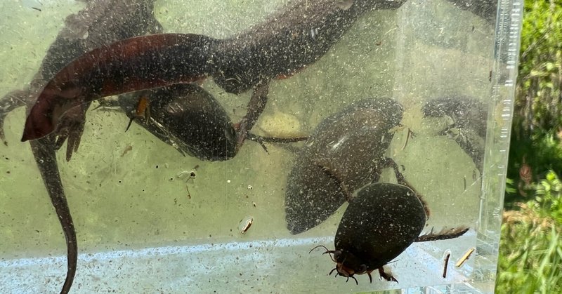 2022.05.04 ビオトープの生き物調査で待望の水生昆虫〇〇を発見！