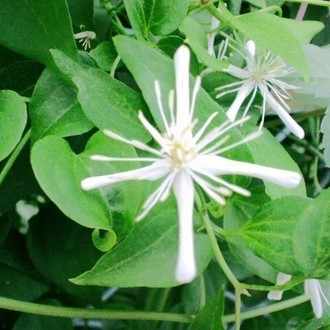 心に強く訴える花言葉 意思 すべての美しい花の画像