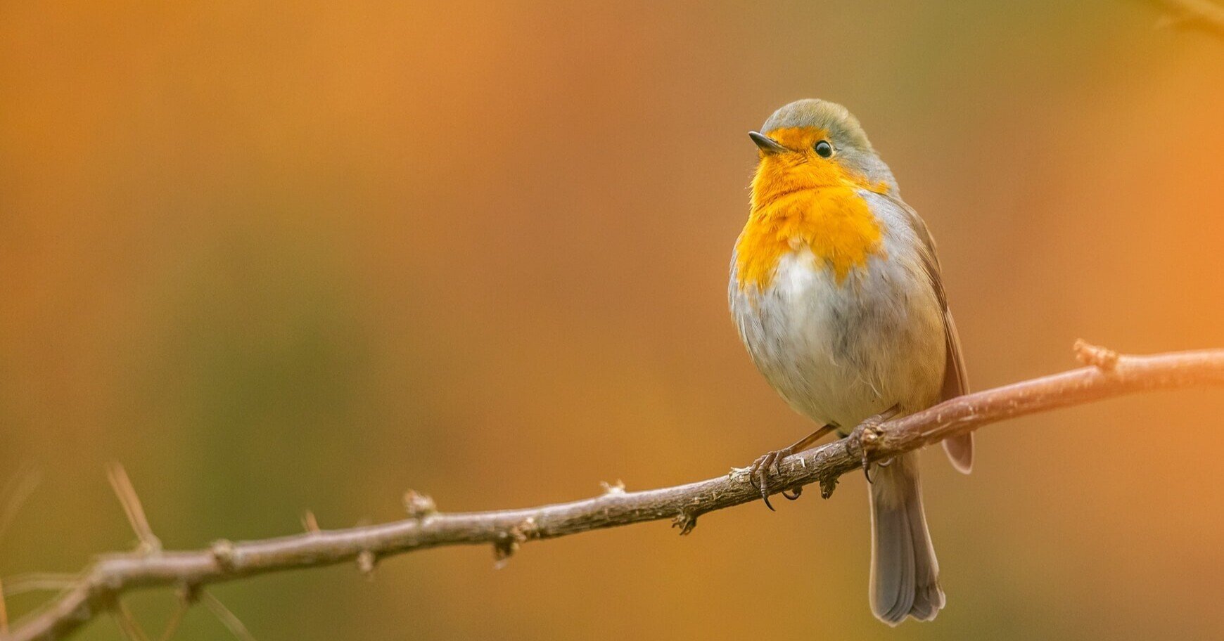 一石二鳥は英語で 今日から使えることわざ5選 Ryu学 Note 一石二鳥は英語で 今日から使えることわざ5選 Ryu学 Note