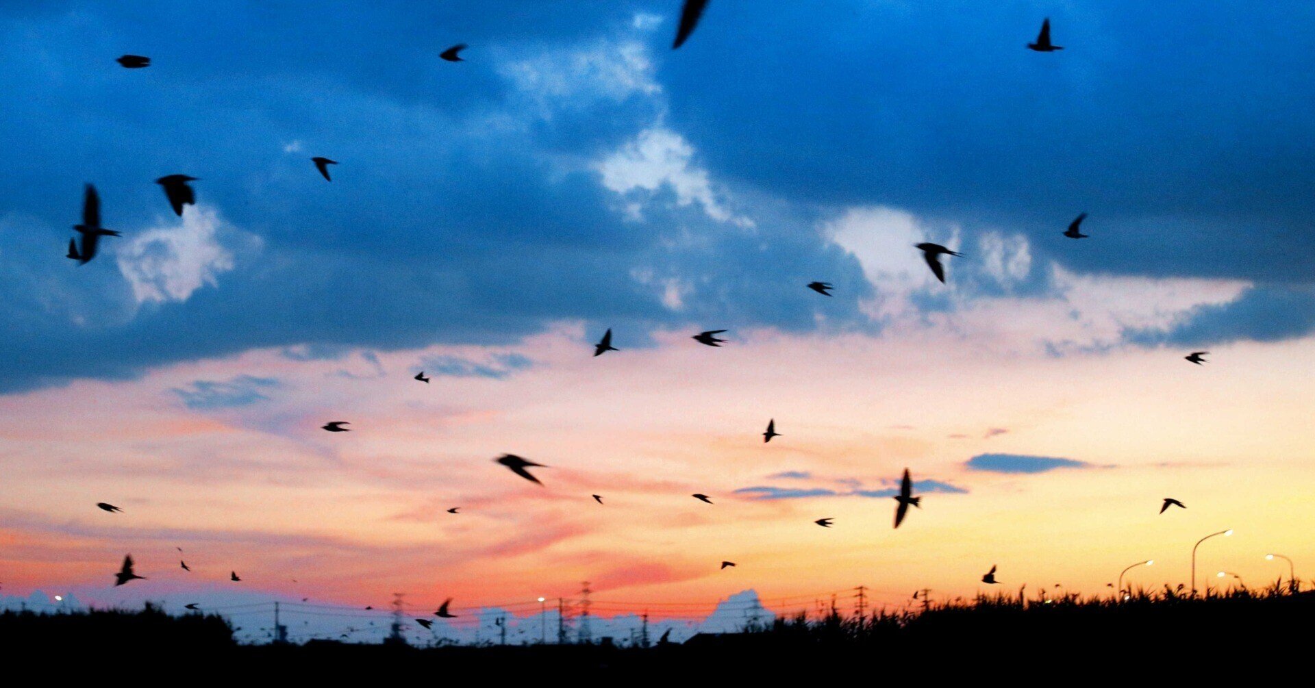 火の鳥や日本三鳴鳥 行行子 新緑に映える美しい鳥たち 神戸新聞公式 うっとこ兵庫 火の鳥や日本三鳴鳥 行行子 新緑に映える美しい鳥たち 神戸新聞公式 うっとこ兵庫