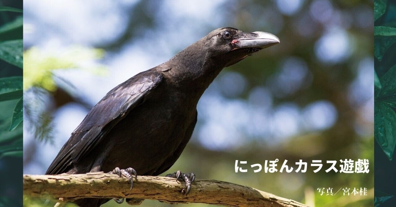 カラスといっても種類は様々？ 新刊『にっぽんカラス遊戯』（松原始