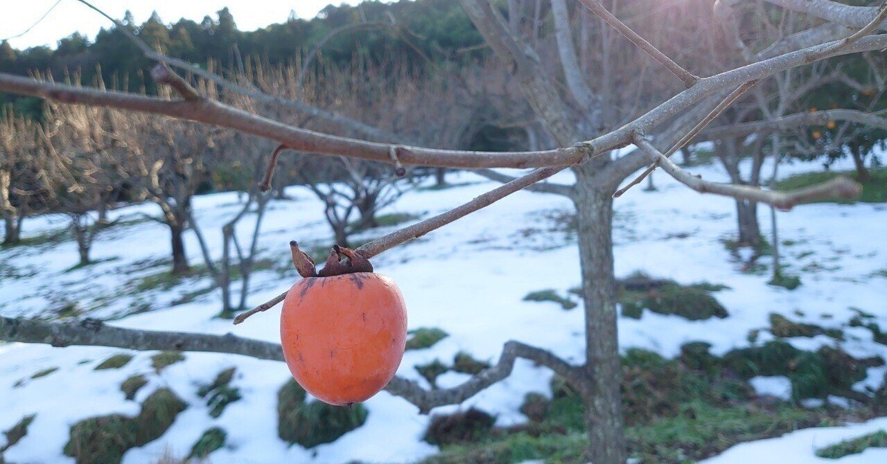 第4回 柿の木の選別 剪定 古民家 はたけpj Note 第4回 柿の木の選別 剪定 古民家 はたけpj Note