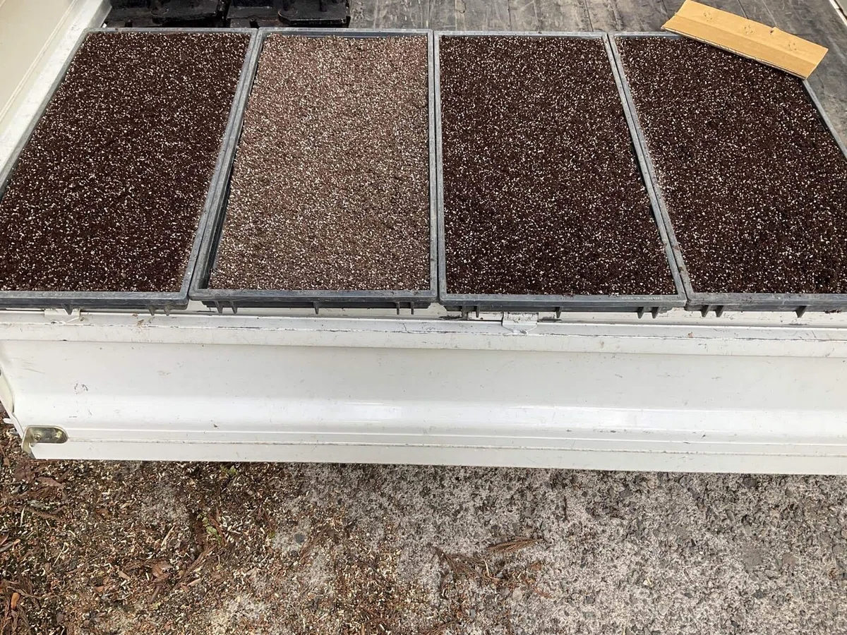 Paddy Levee Management 54: Raising Centipede Grass Seedlings Again｜ゆき