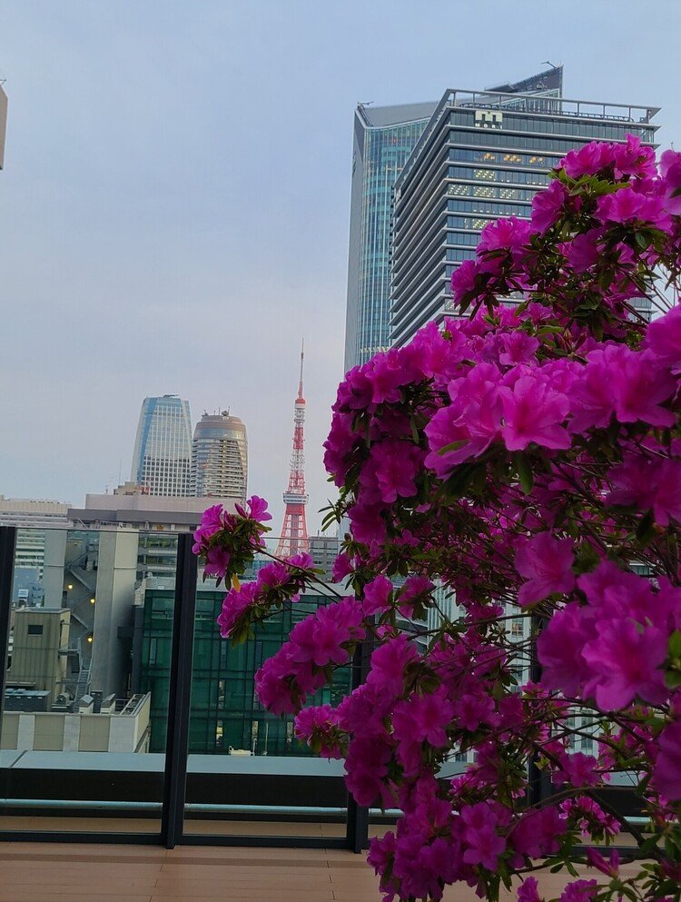 #20220506 #今日の東京タワー GW谷間の花と東京タワー🗼さん #東京タワー #tokyotower