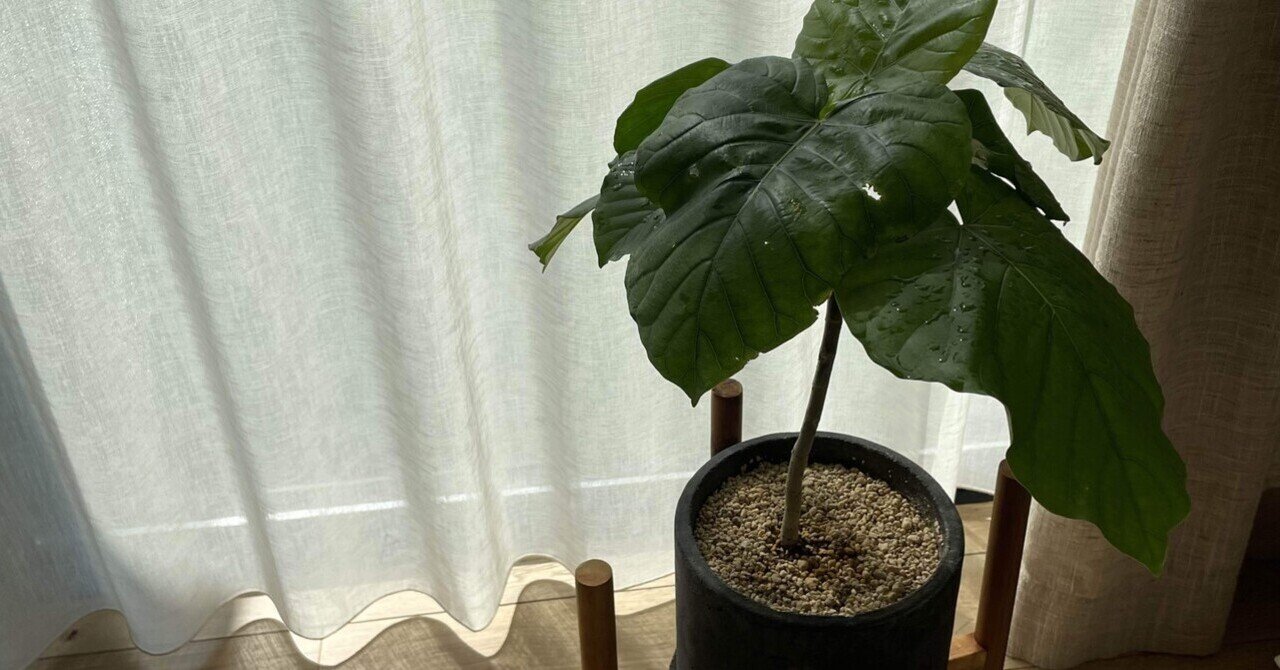 フィカスウンベラータ成長記録 我が家の植物記録 Note フィカスウンベラータ成長記録 我が家の植物記録 Note