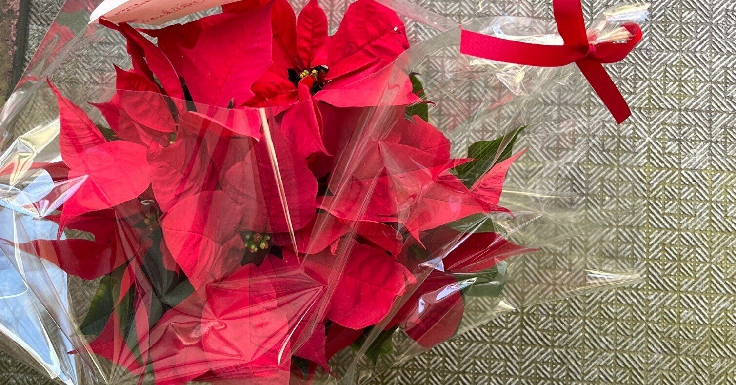 ポインセチアのシーズンオフとは 秋無 葵 Note ポインセチアのシーズンオフとは 秋無 葵 Note
