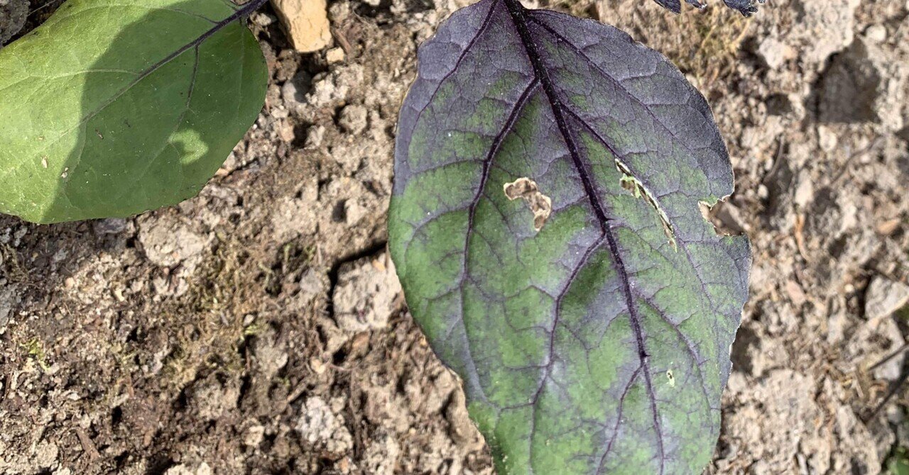 茄子 の葉とナメクジと色えんぴつ と ぶどう Note