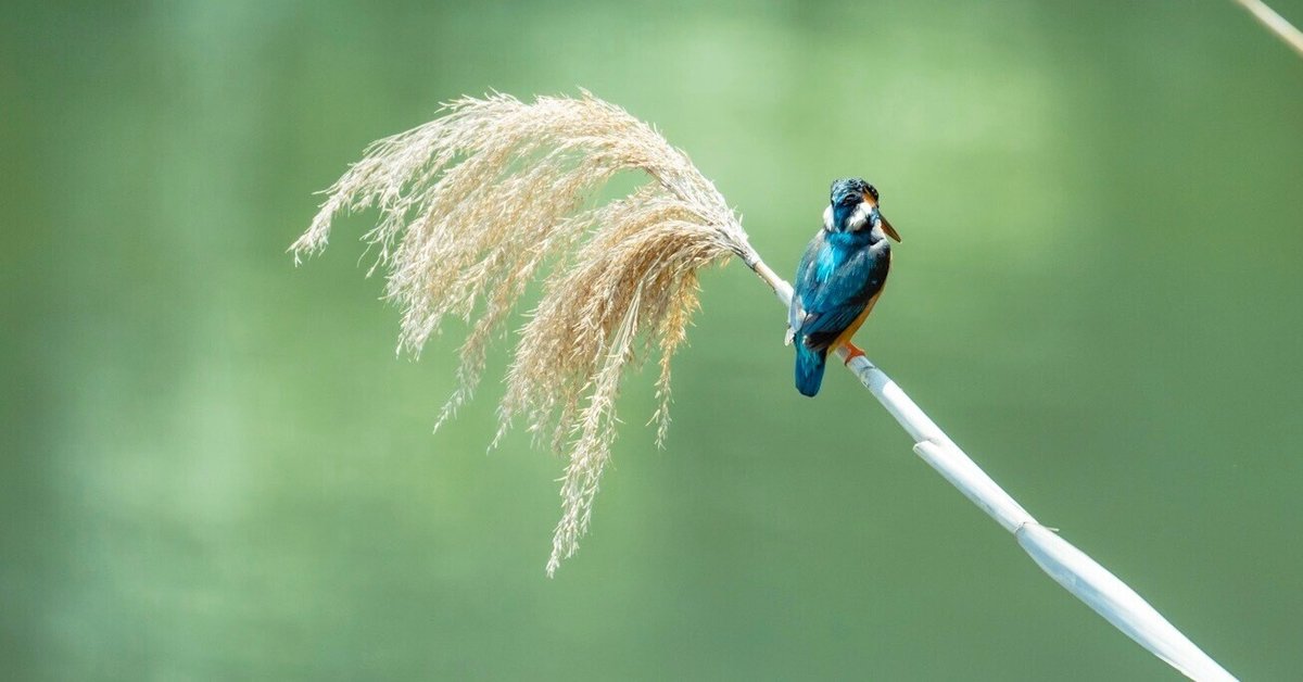 キャノンの望遠レンズです。現在も野鳥撮影に使っています。 キャノンの望遠レンズです。現在も野鳥撮影に使っています。