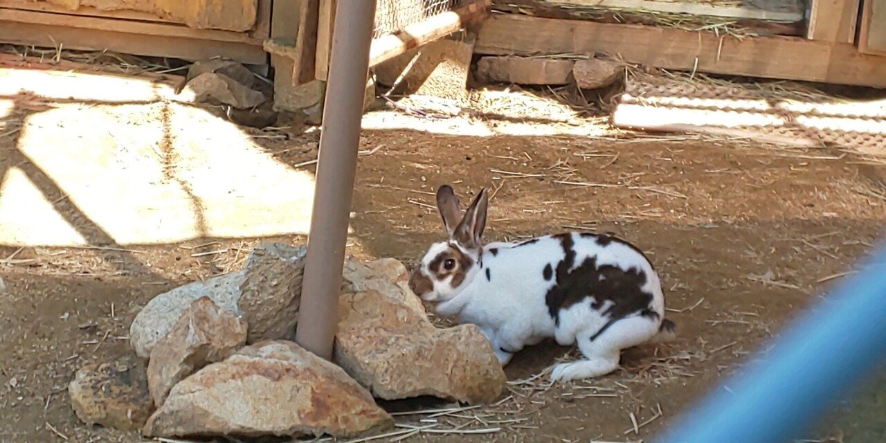 写真で大喜利 ひたすら穴掘りしていたウサギさん こちらを見てひと言 さて あなたならどう答えますか きたはたりょうこ Note