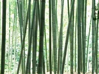 吹きぬける　風がつむぎだす　和の音色♪も心地よくて好きだな。