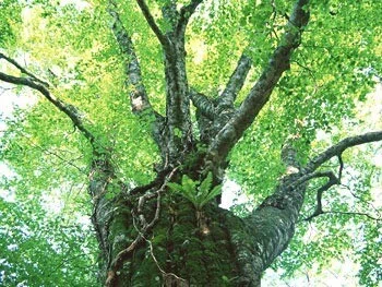鳥のこえ、木々のざわめき…、耳を澄ませば、世界は音楽♪