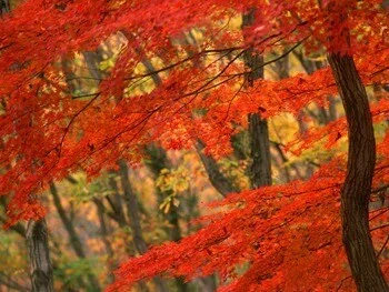 風の音、葉の音、落葉を踏む音…、自然のオペラを楽しもう♪