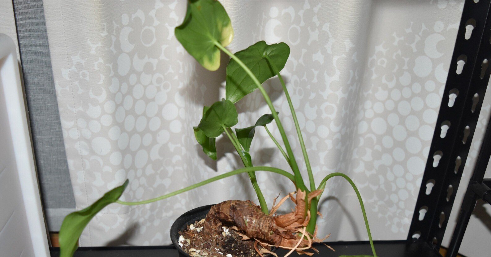 茎が曲がったクワズイモを挿し木する Mokunin Note 茎が曲がったクワズイモを挿し木する Mokunin Note