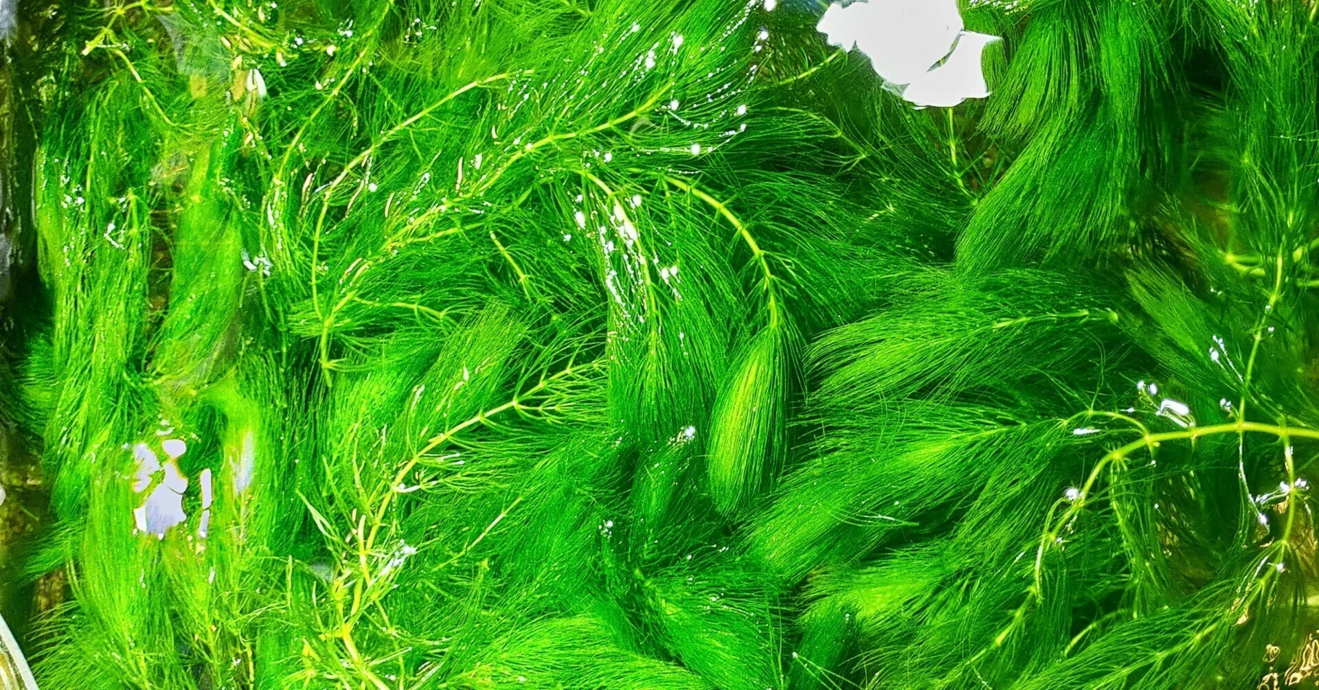 マツモは育てやすい水草。理由をお話します。｜アクアステージ21
