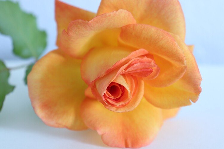 ベランダで7年くらい育てているサハラ'98という種類のつるバラです　自然光で撮影