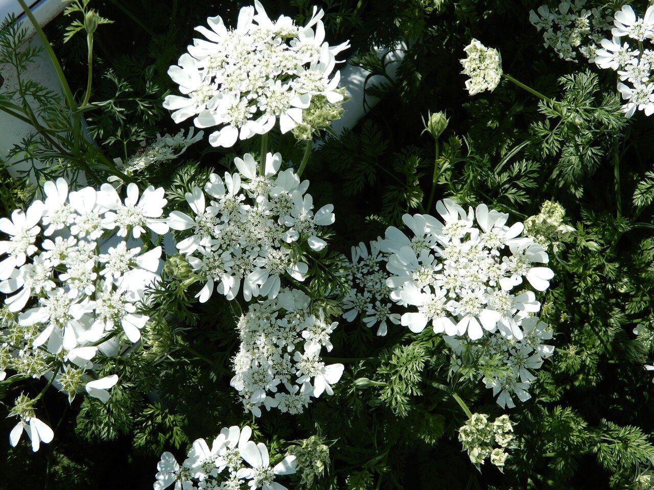紫陽花に惹かれる 特に白い紫陽花 紫陽花の花言葉は 移り気 無常 だけではなく 花の色ごとに花言葉がある 青は 辛抱強い愛情 もも色は 元気な女性 白は 寛容 母の日に贈るなら もも色 がい 松下友香 Happy Life Creator 文字であなたを応援 Note