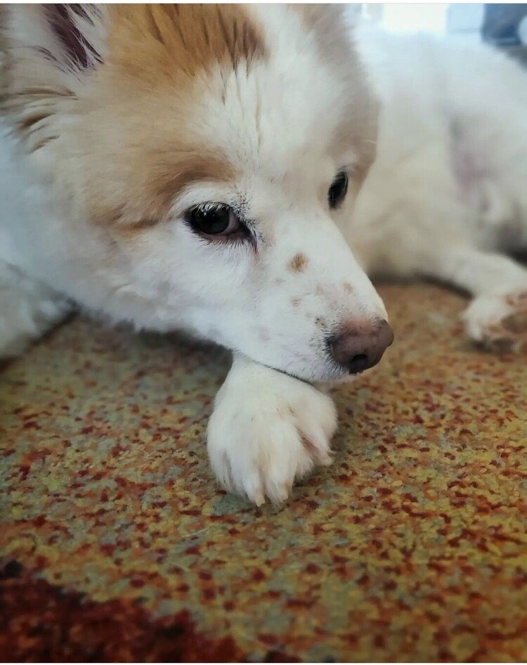 麩は朝ゴハン待ち。
ワタシはその指の一本一本を撫でたいって思ってるとこ。

#dog #inu #犬 #犬の麩 #犬のいる暮らし #love #moritaMiW 
https://instagram.com/catsachi.dogfu
