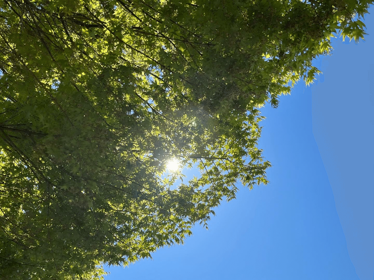 清々しいグリーン 変な顔 じょぜ Note