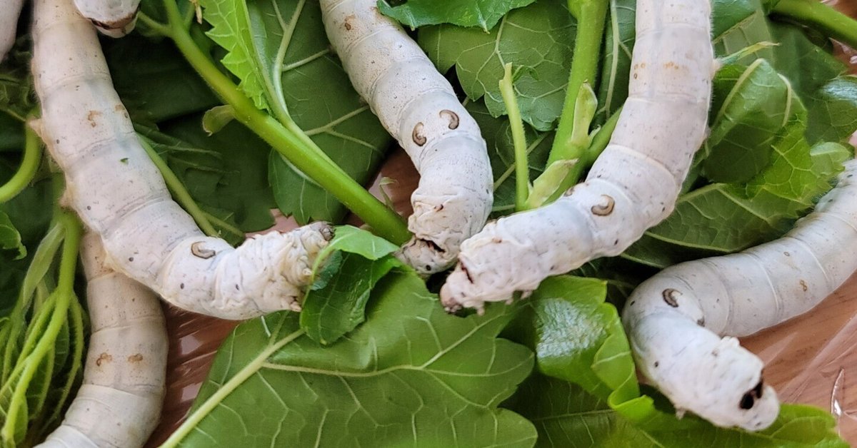 昆虫 MANIAC アゲハ幼虫 サナギ アゲハヒメバチ リバーシブル 蚕