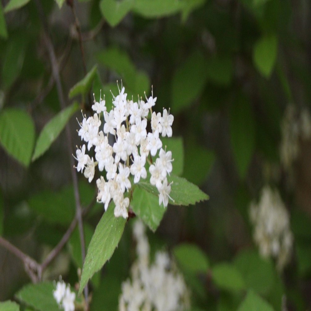 コバノガマズミ｜あおはくたき