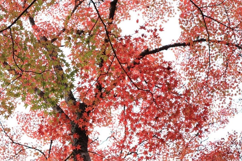 撮影自己流 たまに意識すること 眼鏡屋 Note