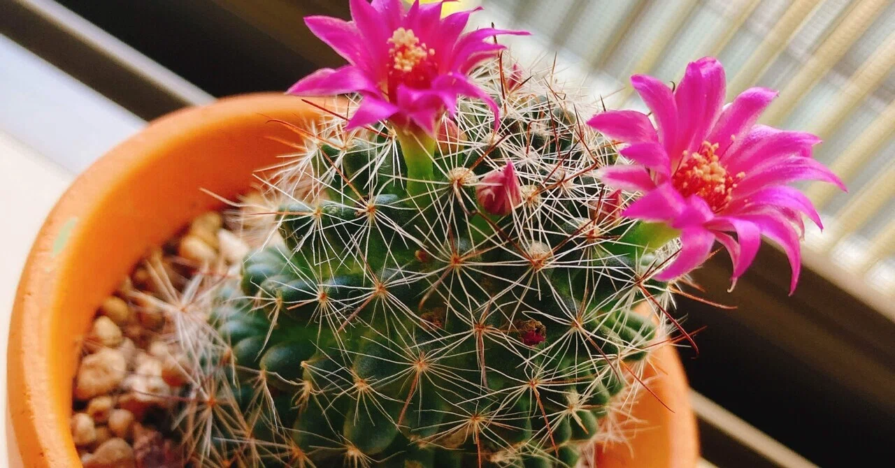 サボテン、実はかわいい！花も咲く？買う時・育てるときのコツは 