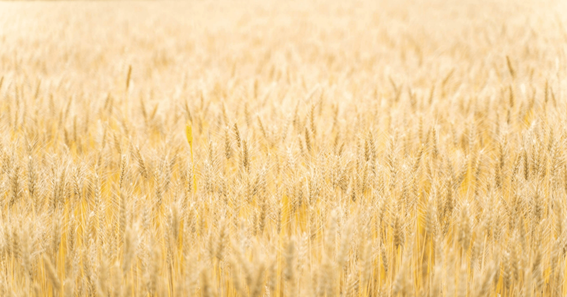 季語 麦嵐 麦の風 探検へ駆け出す子らよ麦の風 Yukihiro Note