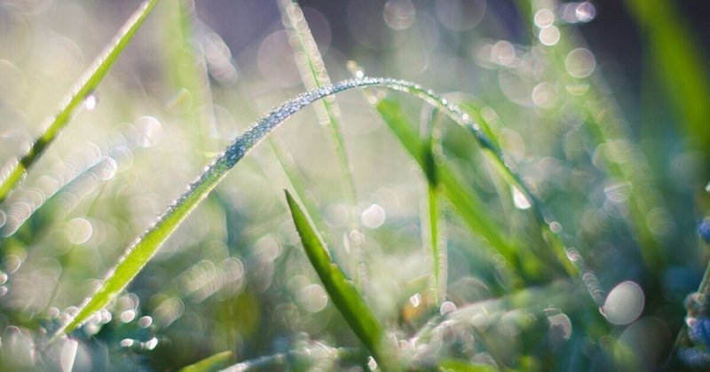 雨のすること