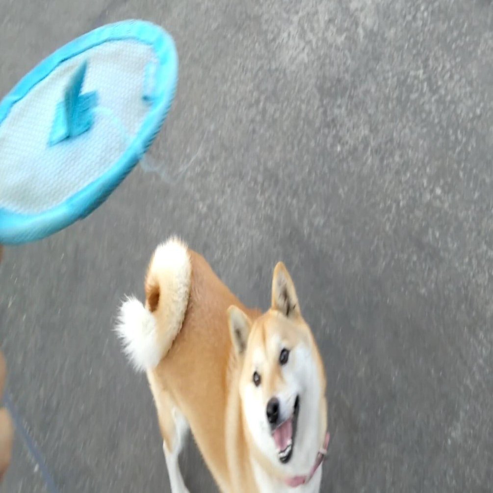 柴犬あいのフワッピー空中キャッチは成功するのか 犬山翔太 Note