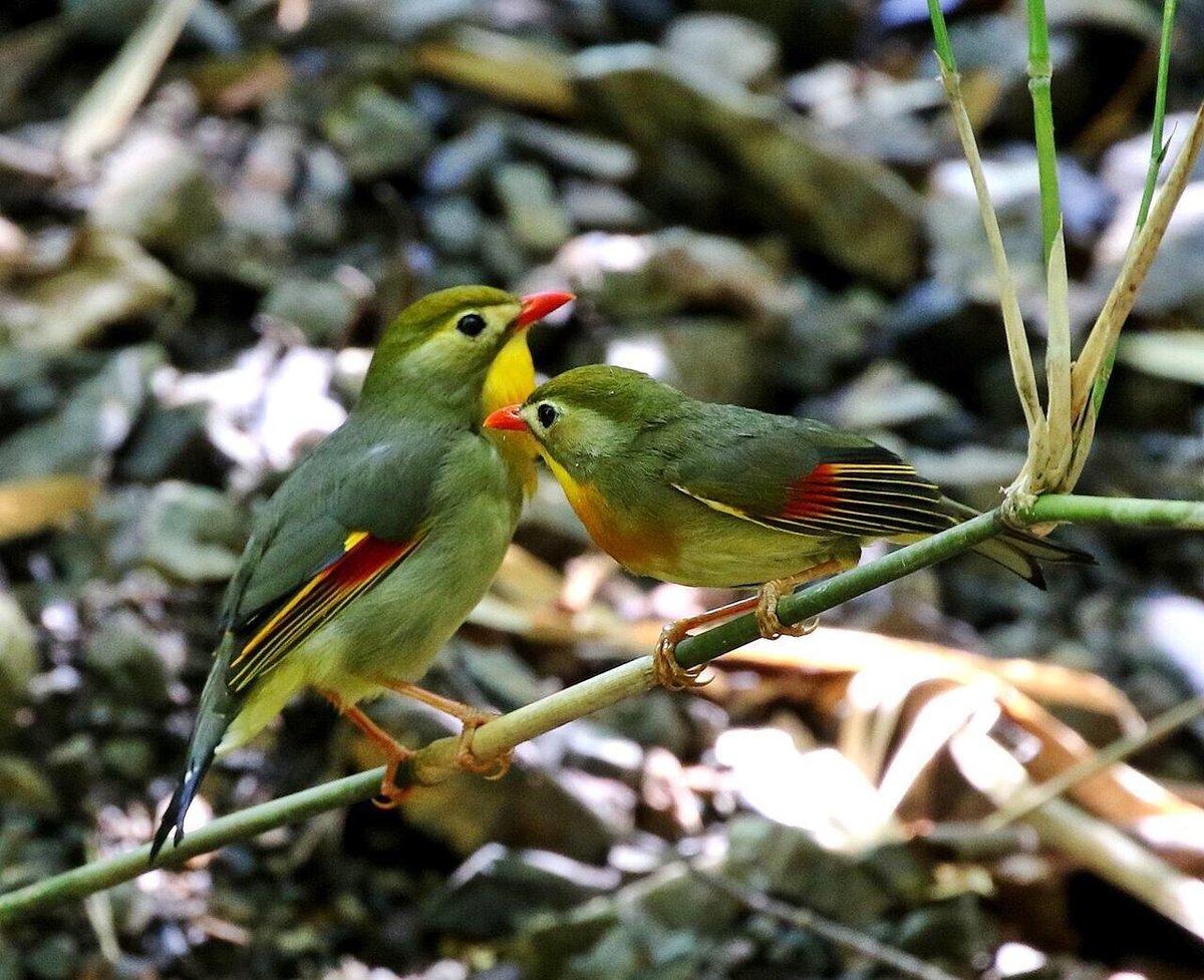 野鳥です。 日本野鳥の会 バードショップオンライン Wild Bird 図鑑 日本の