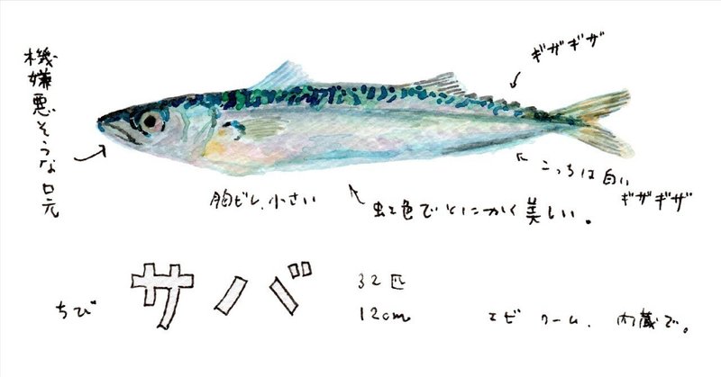 三浦半島釣り魚図鑑(28)　サバ