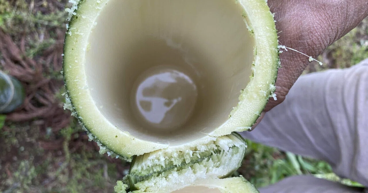 竹水をとる｜雑草研究所