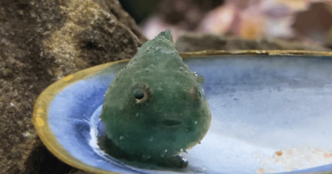 ダンゴウオ担当の奮闘 壁というのは 越えられる可能性がある人にしかやってこない だから 壁があるときはチャンスだと思っている 仙台うみの杜水族館 ダンゴウオ担当の奮闘 壁というのは 越えられる可能性がある人にしかやってこない だから 壁があるときはチャンスだと思っている 仙台うみの杜水族館