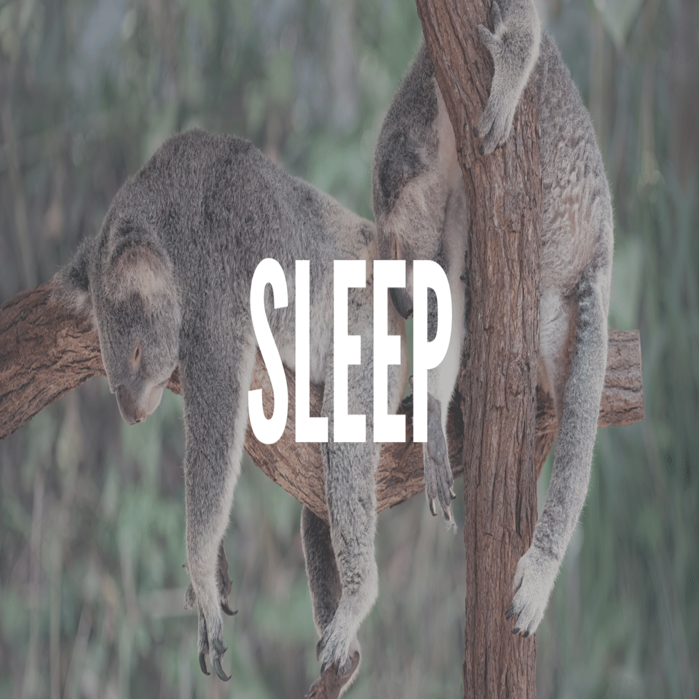 圧倒的癒やしをくれる コアラ マットレス 楽しく働く Shiyone Note