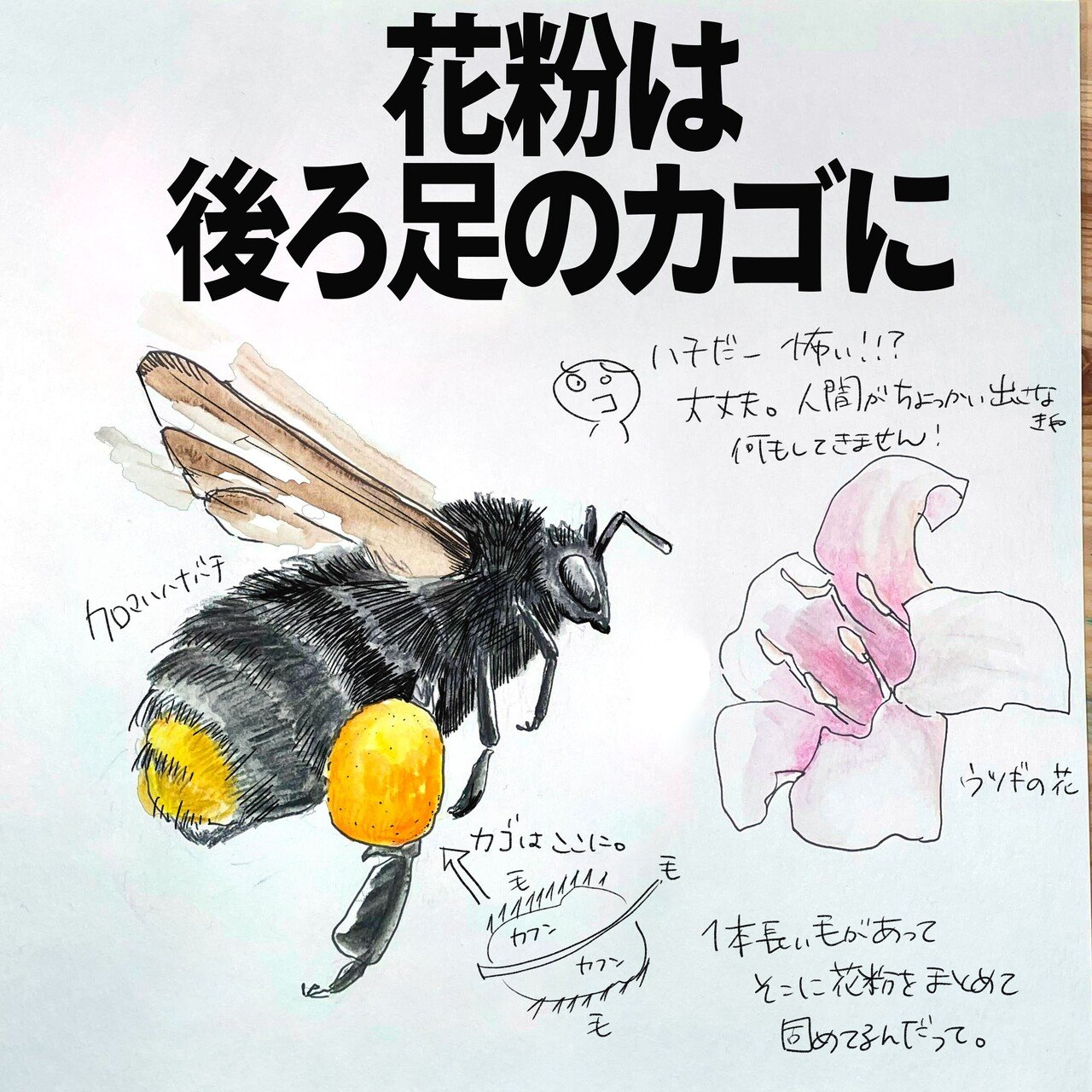 花粉は後ろ足のカゴに入れてます クロマルハナバチ 自然ガイドのネタ帳 くますけ Note 花粉は後ろ足のカゴに入れてます クロマルハナバチ 自然ガイドのネタ帳 くますけ Note