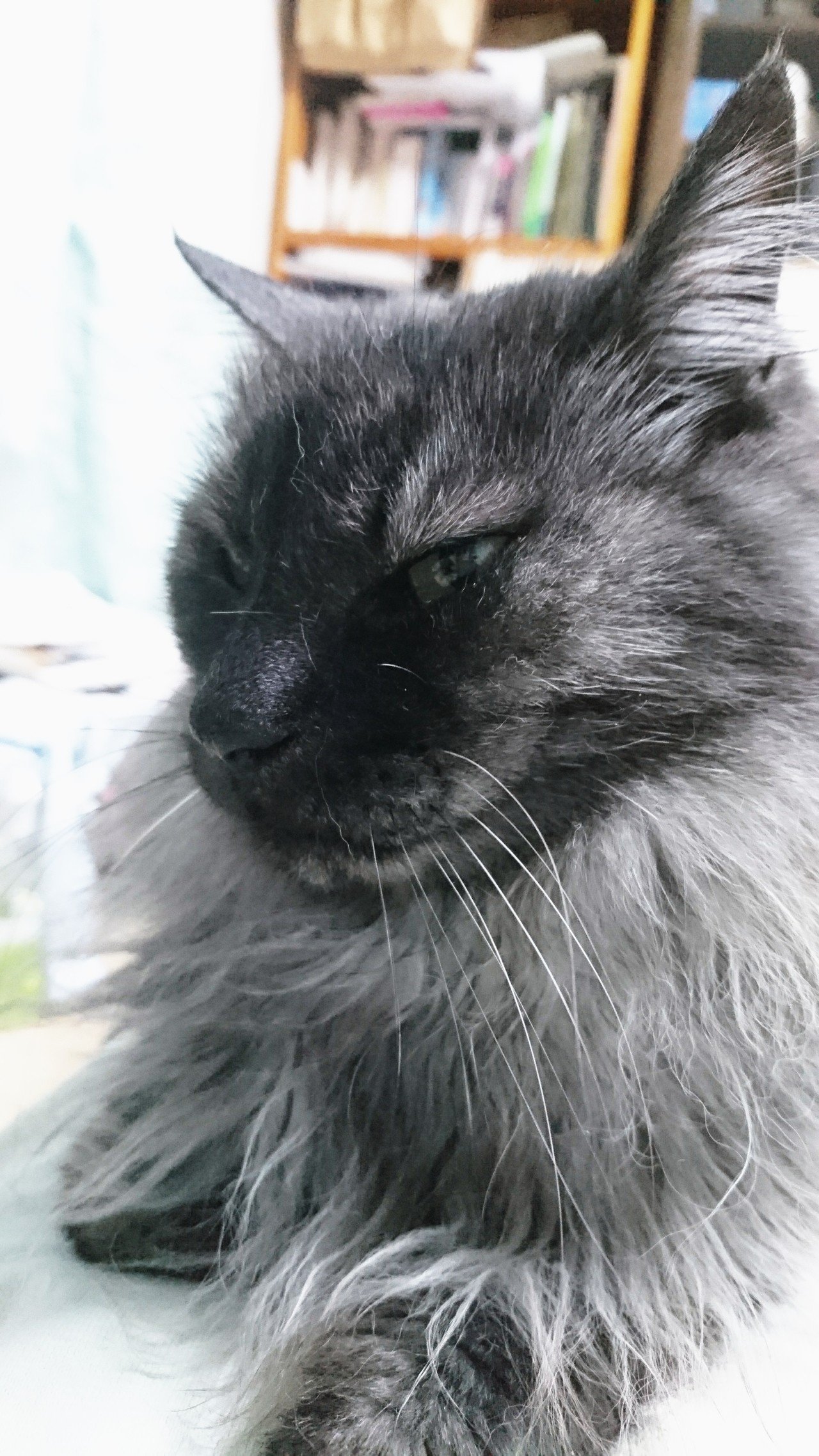 うちの猫の見分け方問題 笑い猫 猫とお絵描き Note