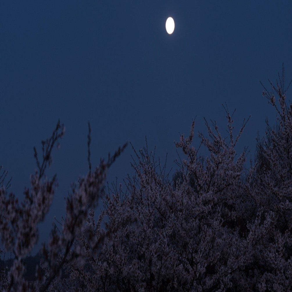 海の藻屑と消える覚悟はあるか 平田 はる香 Note