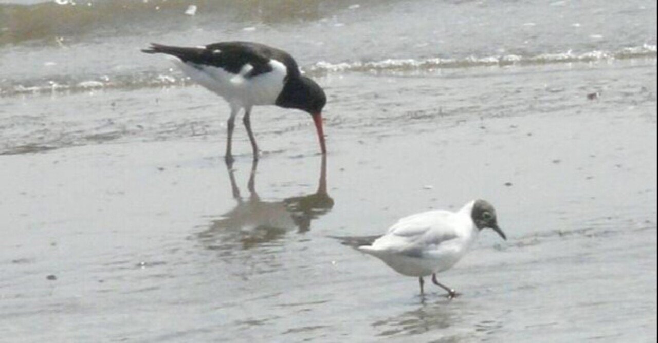 第2049回 伊勢物語とミヤコドリ｜翆野 大地