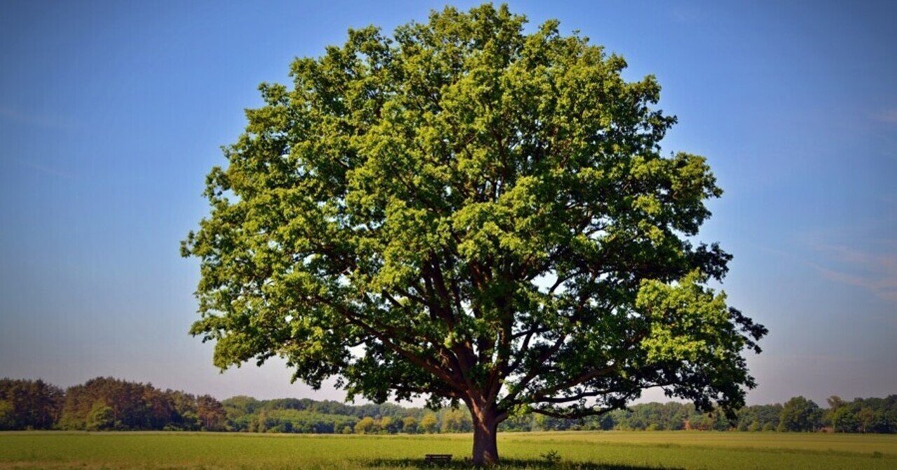 正義の樫の木:聖書をめぐる旅 5/10｜荒野みちを