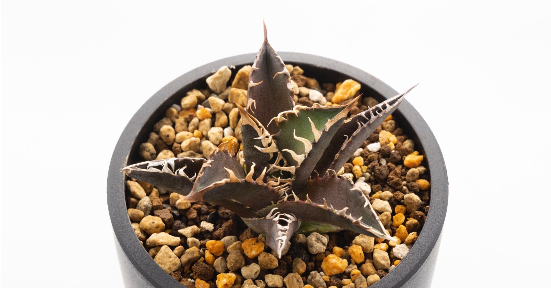 月刊アクアライフ』で3ヵ月連続アガベのことを取り上げました。｜山添 太