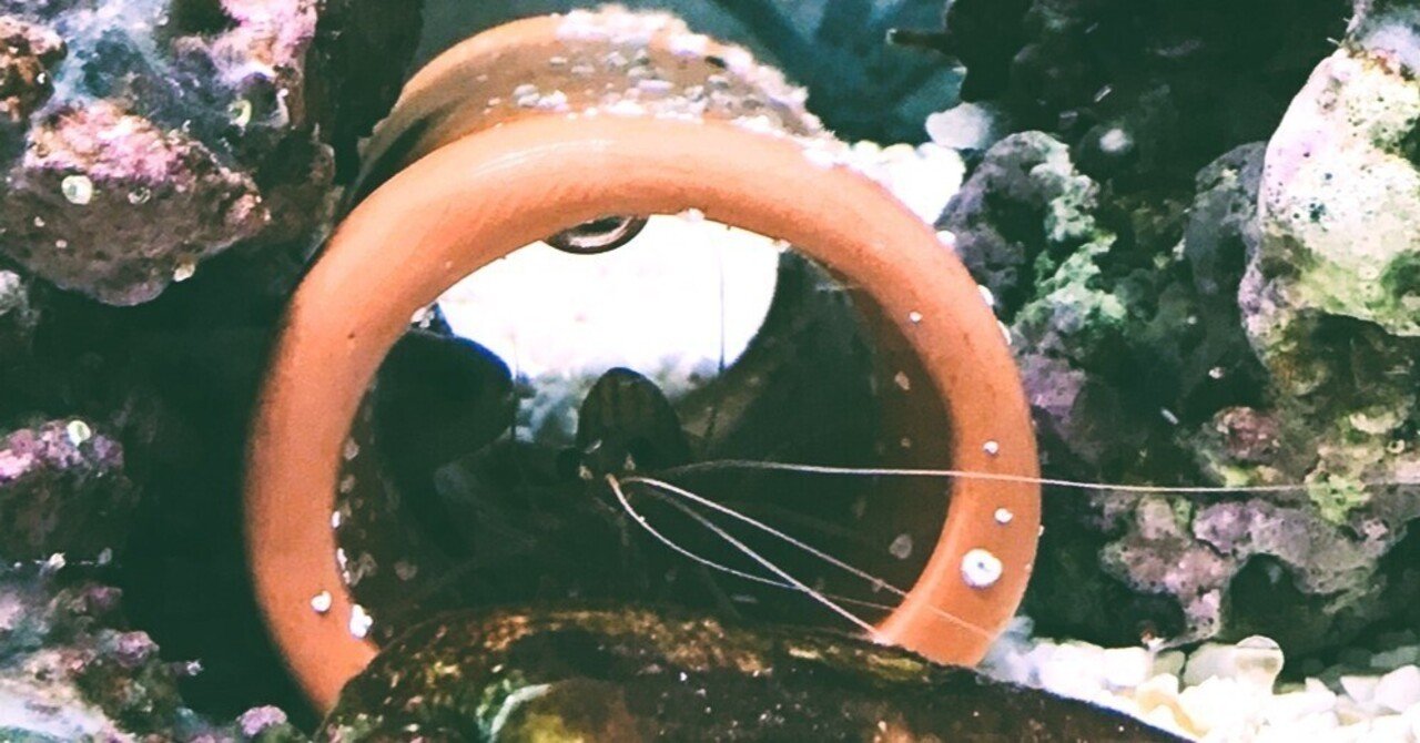 サンゴ　海水魚飼育　PM フィルター　リアクター 外部式ろ過フィルターと酸素供給・照明の必要性 - クマノミから