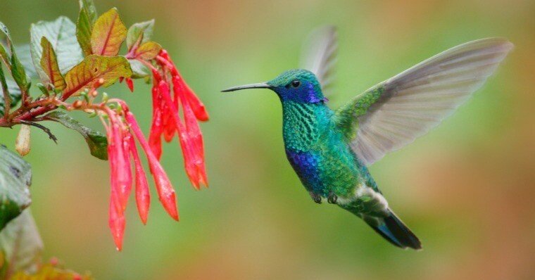 ハミングバード』まとめ(2025年8月31日更新)｜相川英輔(Eisuke Aikawa)